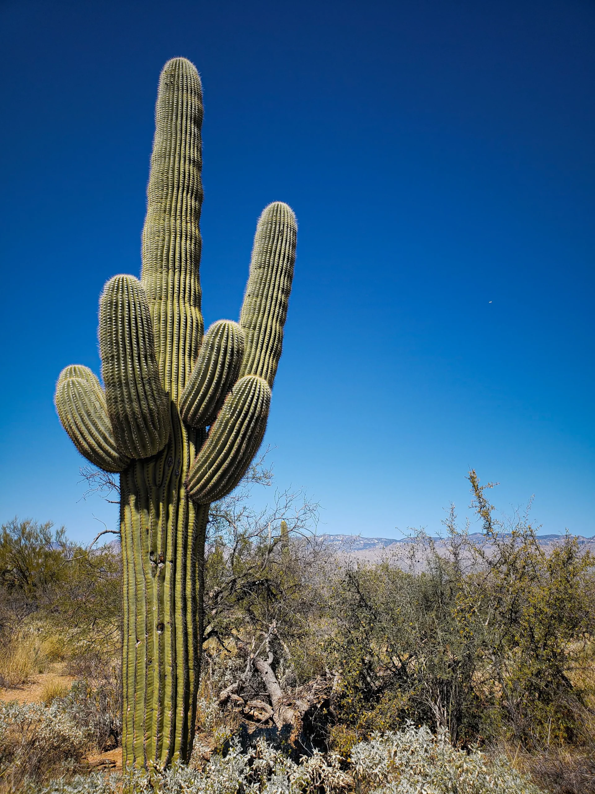 The Cactus Cure