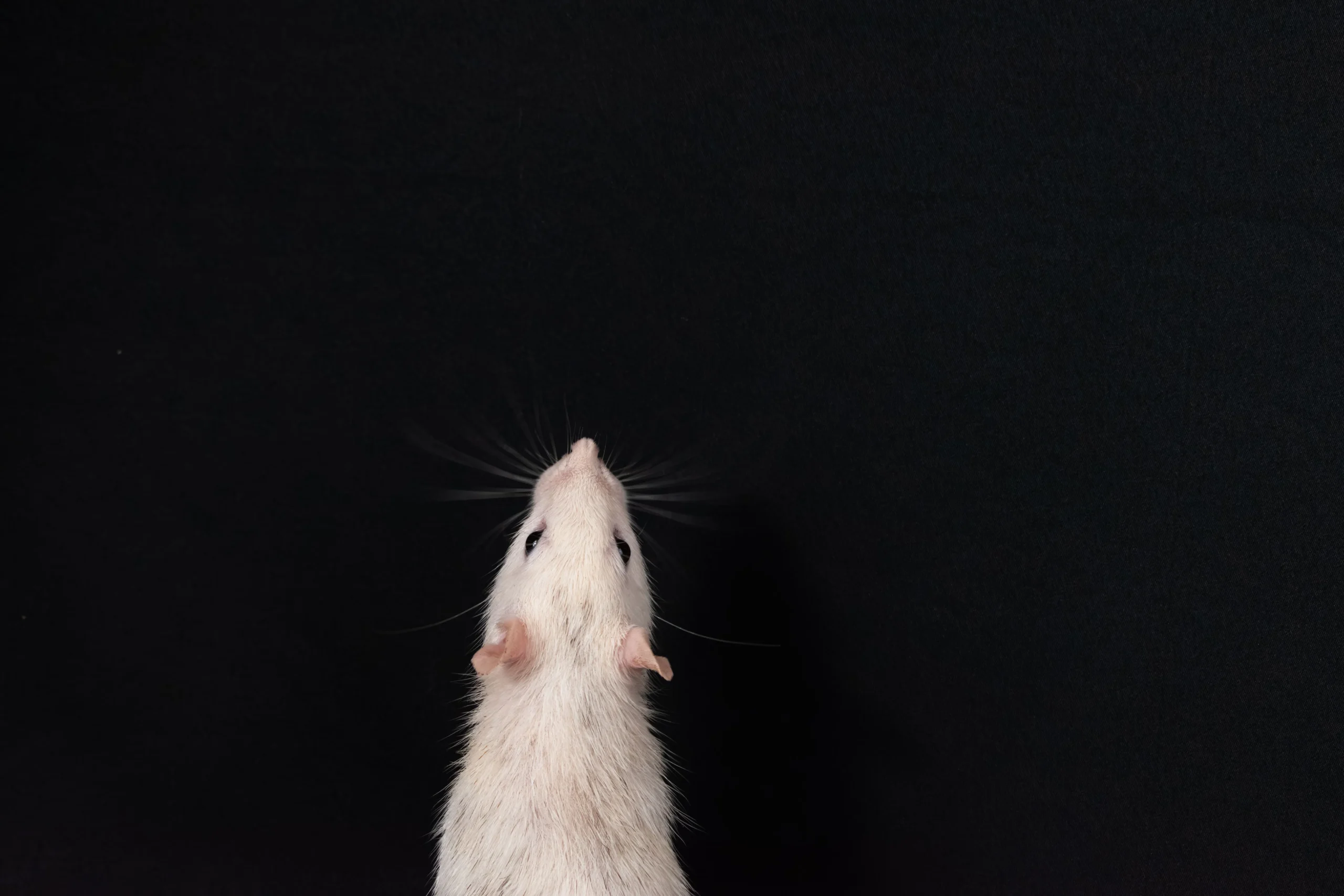 Hypnosis for Stress